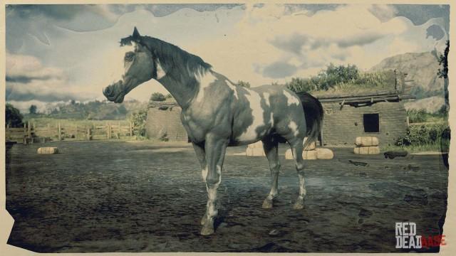 Grey Overo American Paint Horse