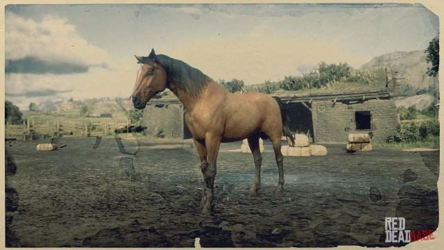 Bay Morgan Horse