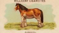 RDR2 CigaretteCards Horses Ardennes