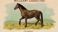 RDR2 CigaretteCards Horses Mustang