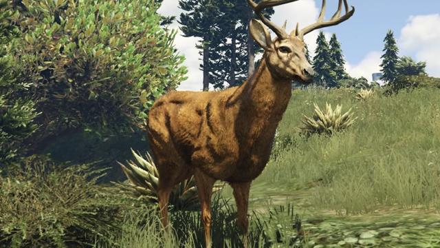 Deer / Elk