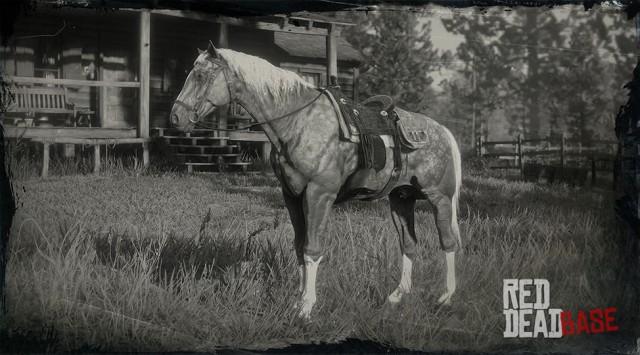 American Standardbred RDR2 Horse Breeds Coats Locations Stats   RDR2 Horses AmericanStandardbred 2670 360 