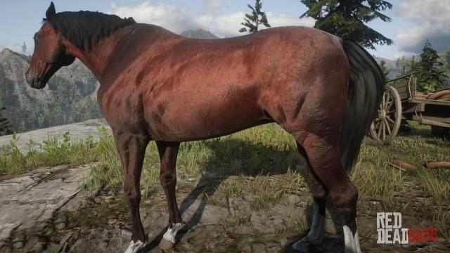 Blood Bay Thoroughbred | RDR2 & Online Horse Stats & Locations