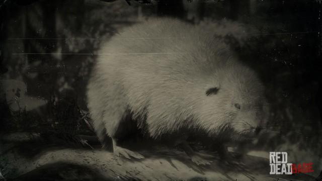 American Muskrat RDR2 Animals Map Location Where To Find   RDR2 Animal AmericanMuskrat 2826 360 