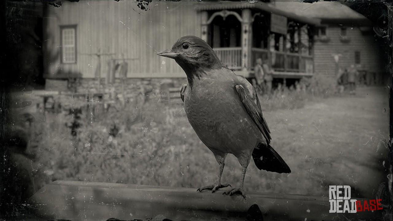 Black Oriole, Animal Database