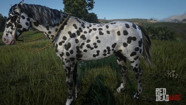 Leopard Appaloosa | RDR2 & Online Horse Stats & Locations