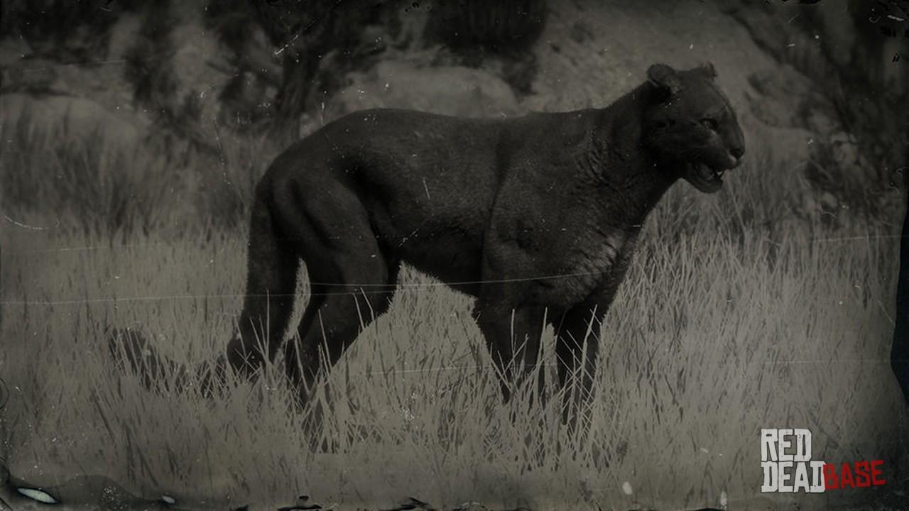 puma in red dead redemption