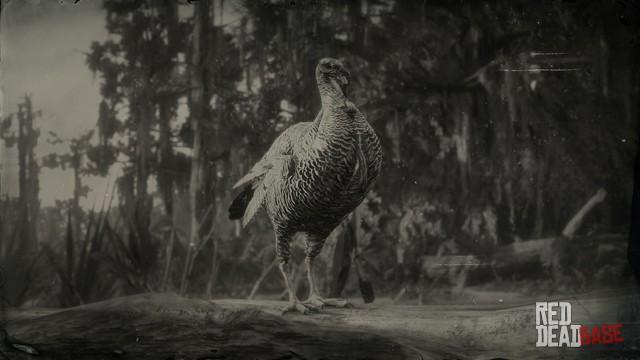 Rio Grande Wild Turkey Rdr2 Animals Map Location Where To Find