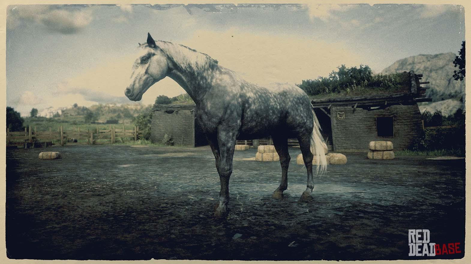 dark dapple grey horse