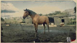 Red Dead Redemption 2 Horse Breed - Morgan Horse Red Dead Redemption 2 Horse Breed - Morgan Horse