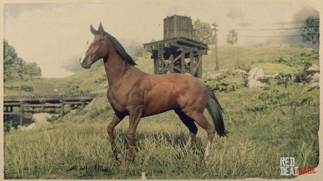 Blood Bay Thoroughbred | RDR2 & Online Horse Stats & Locations