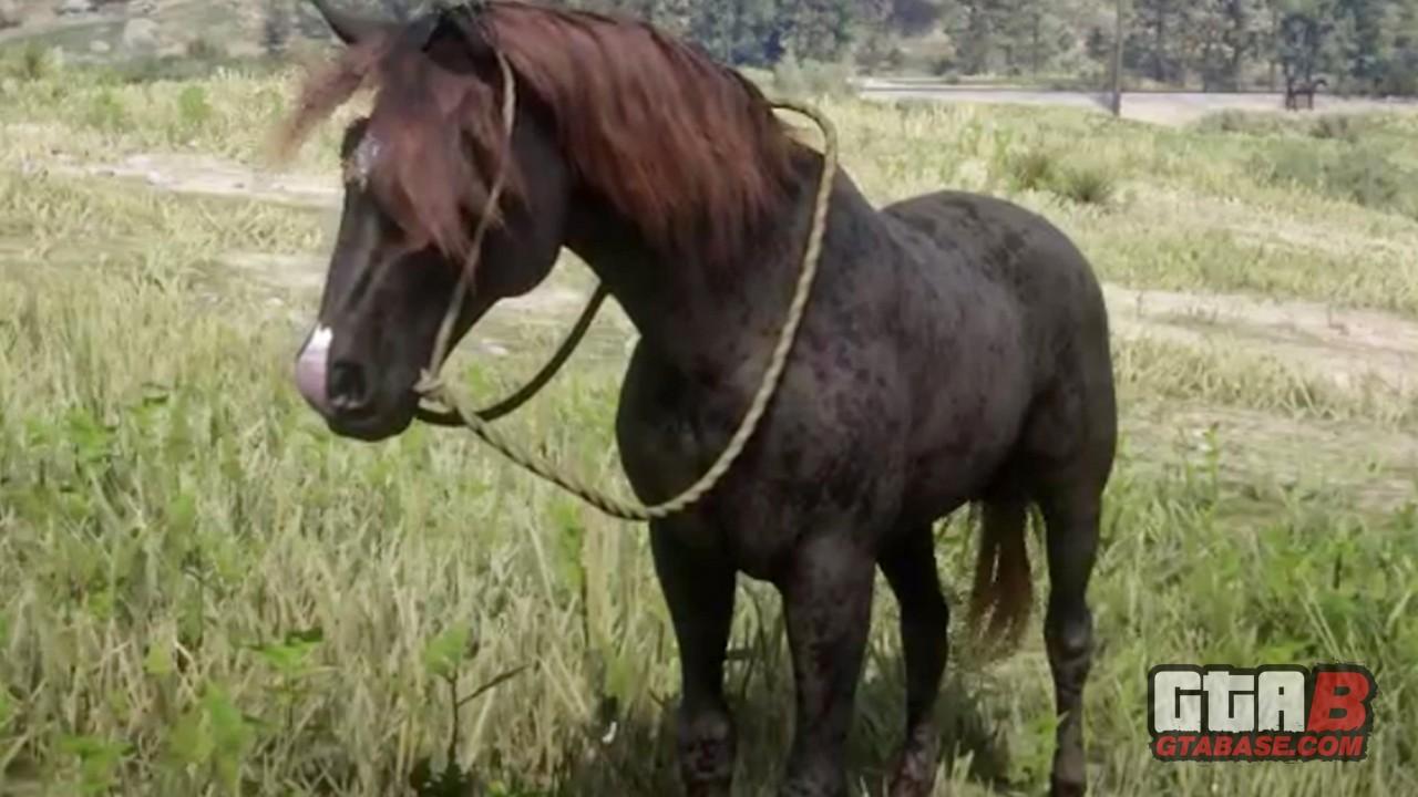 Liver Chestnut Morgan Horse | Online Stats &
