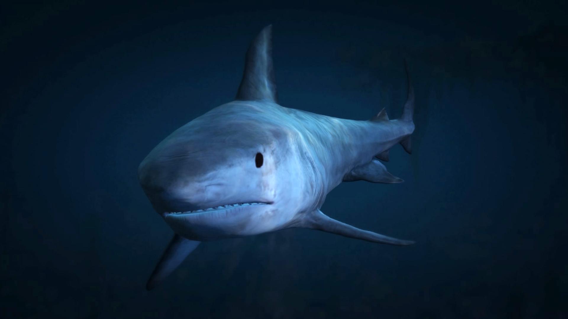 что такое белая акула в гта 5 фото 65