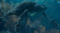 Sea Turtle Sea Turtle