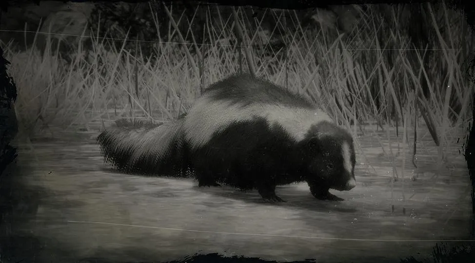 Striped Skunk | RDR2 Animals | Map Location & Where To Find