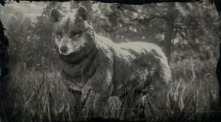 Gray Wolf Red Dead Redemption 2 Animals Species Wildlife